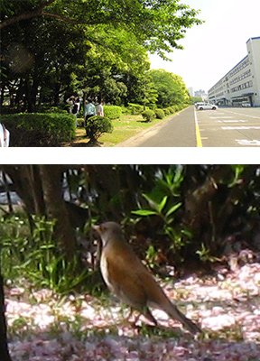 Survey of Living Creatures in the Plant