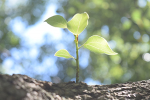 Conservation of biodiversity