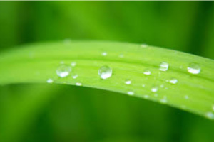 Global environmental goals